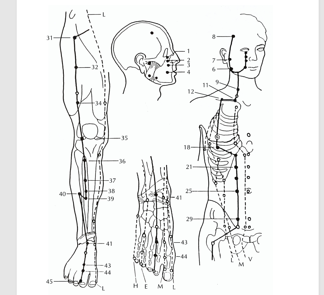 A gyomor meridián - Shiatsu A gyomor meridián - Shiatsu